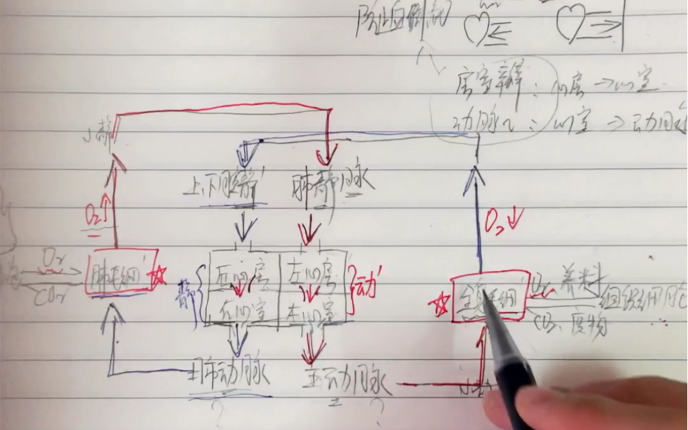 【七下生物】一幅图搞定心脏结构和血液循环路径!哔哩哔哩bilibili
