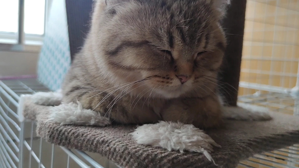 可可爱爱呼呼大睡