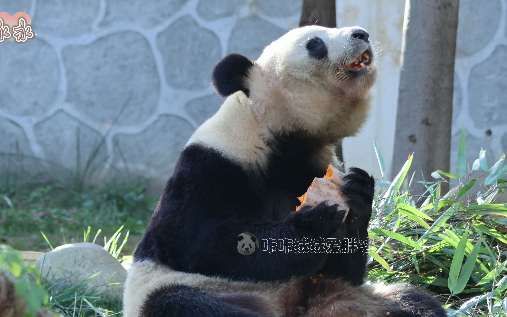 【大熊猫永永】永嘟嘟永双手捧着小南瓜,吃的好开心,我的心都要被她