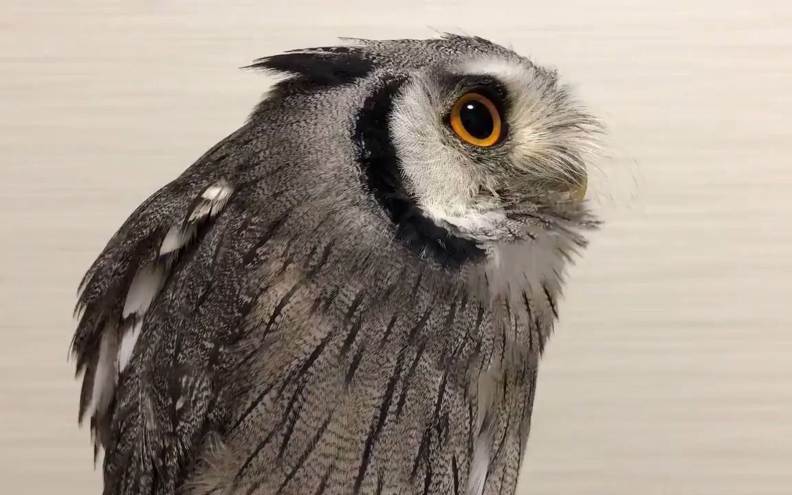 空气净化器上的白面 