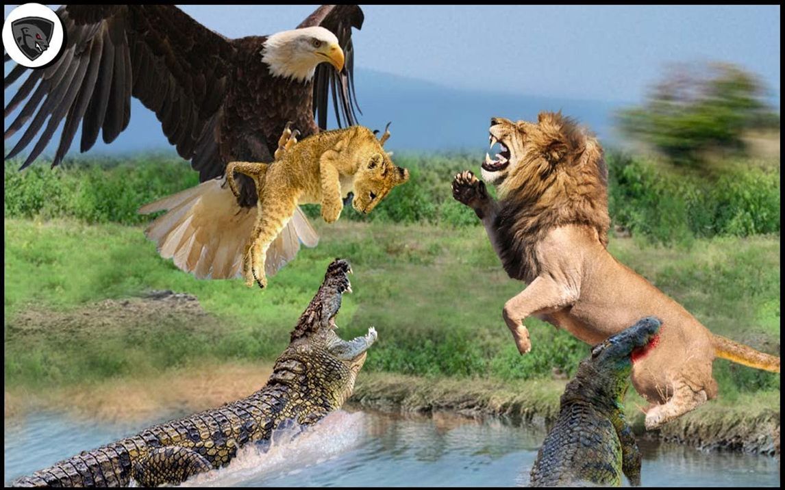 狮子家族迁移,幼狮被老鹰吃掉,鳄鱼毁掉狮群