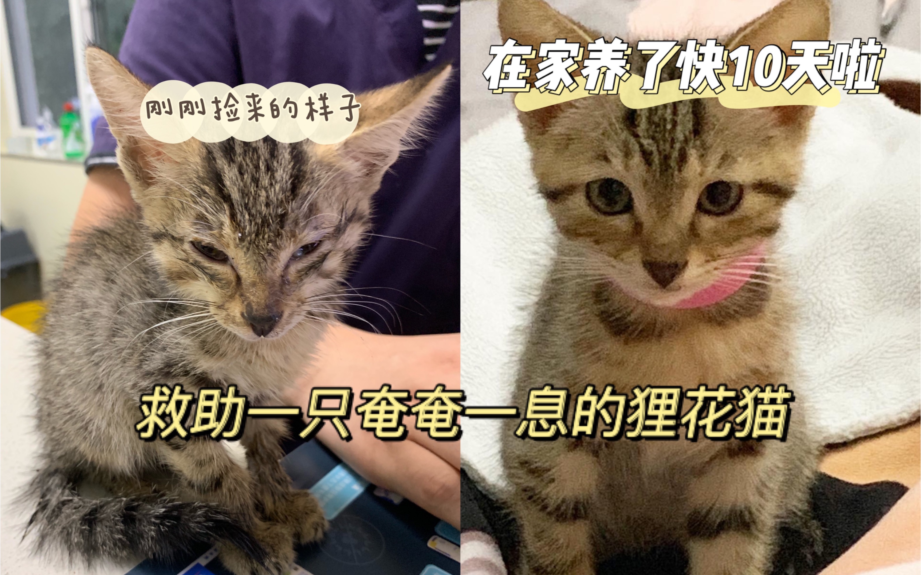 [图]捡到一只奄奄一息的小狸花猫 救活半个月记录