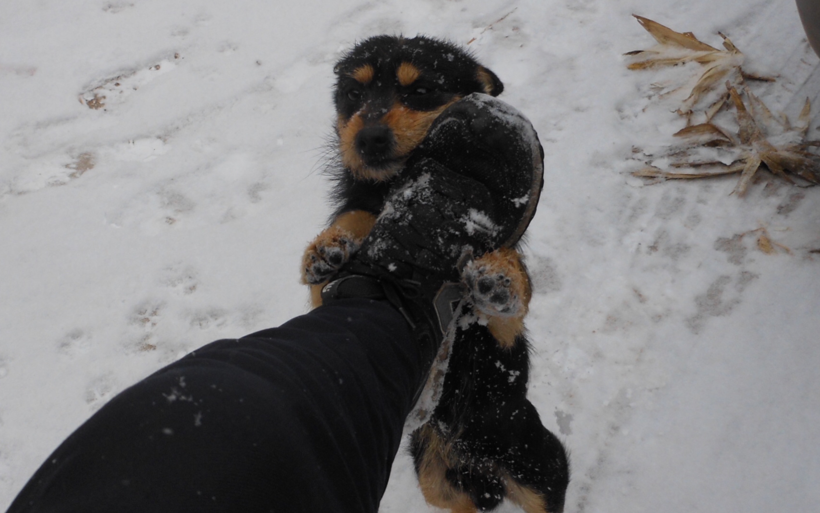 【中华田园犬】走狗子的路,让狗子无路可走(我感觉应该设置一个狗子