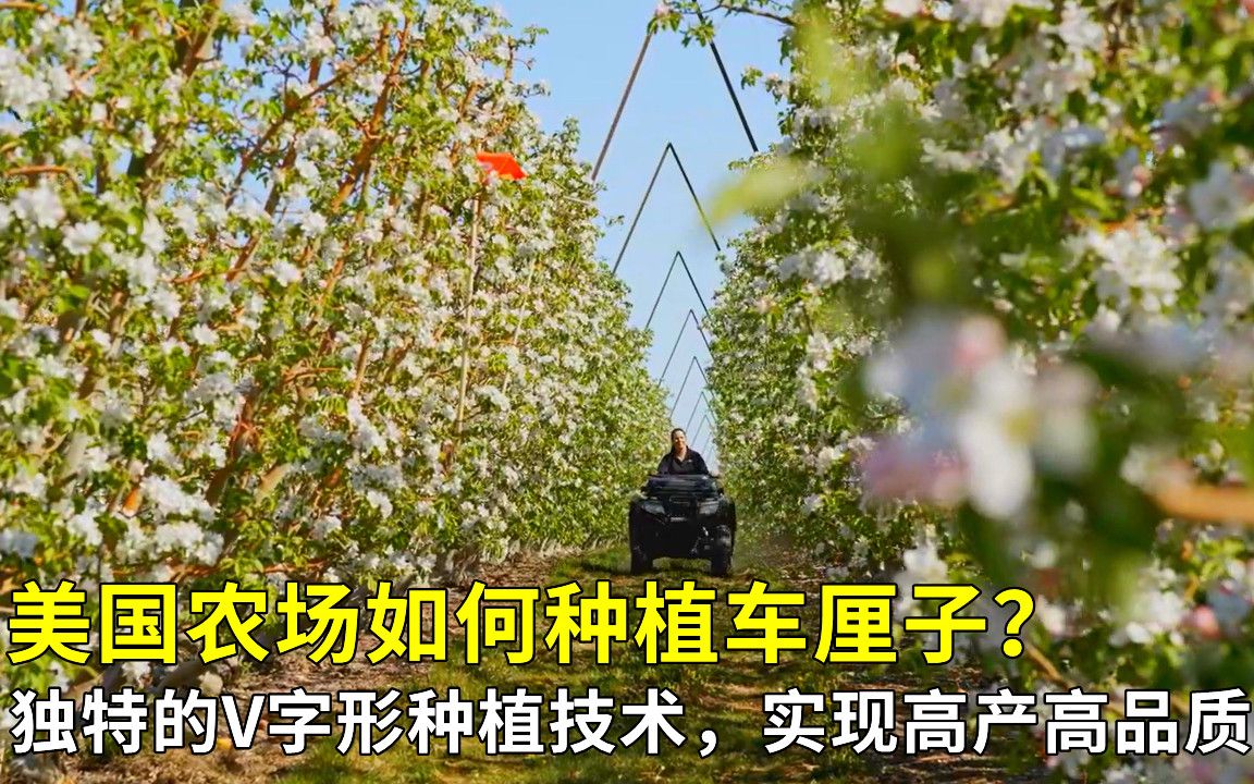 美国农场如何种植车厘子?独特的V字形种植技术,实现高产高品质哔哩哔哩bilibili