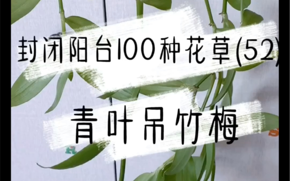 封闭阳台100种花草|青叶吊竹梅哔哩哔哩bilibili