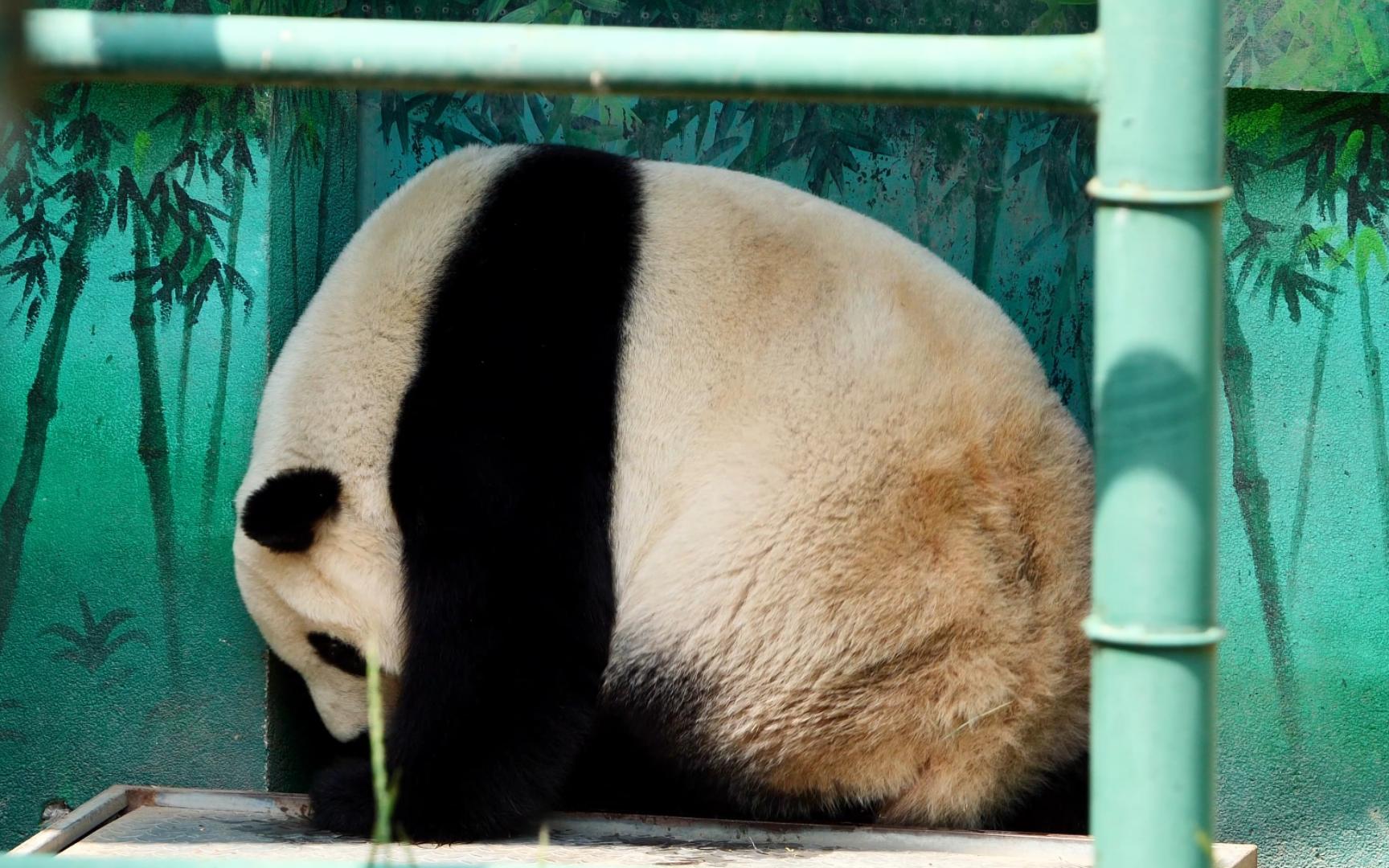 大熊猫搞笑名场面：我什么时候看见这几张图才能不笑啊！（一） - 知乎