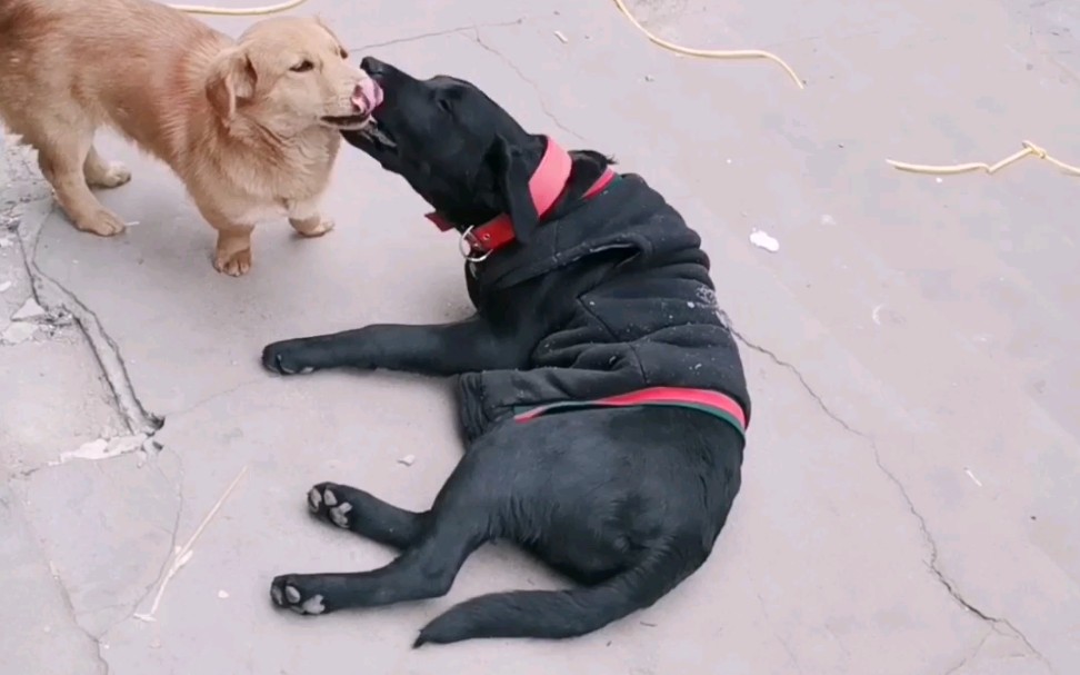 是不是说骑狗狗烂裤裆_哔哩哔哩 (゜-゜)つロ 干杯~-bilibili