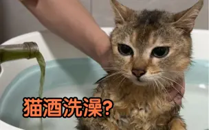 Download Video: 用猫酒给流浪猫洗澡会怎么样？