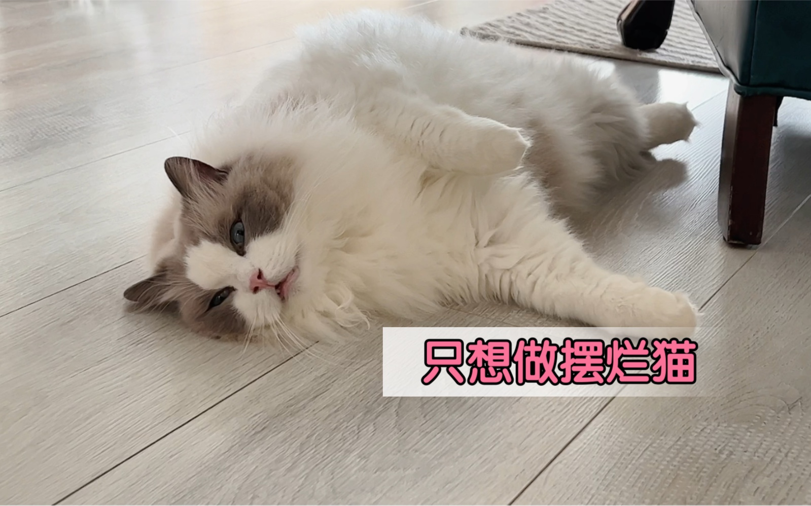 [图]夏天一到，家里的猫就开始摆烂