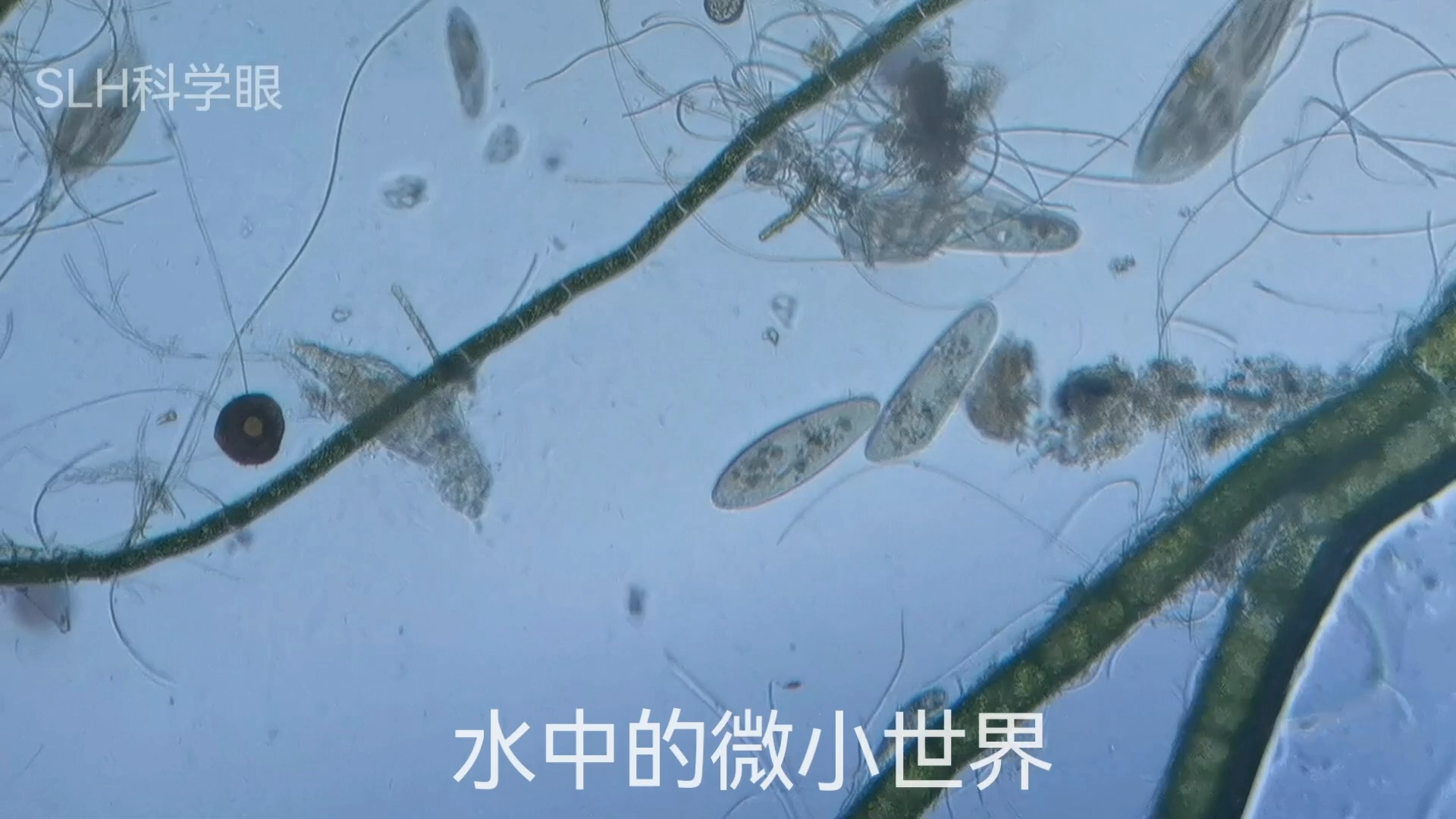 水中常见微生物图片图片