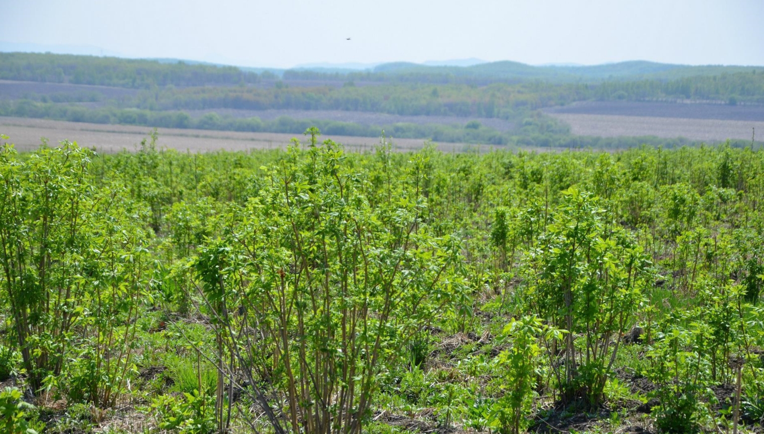 陕西刺五加提取物厂家