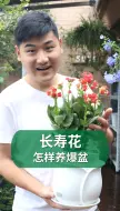 Descargar video: 这样做可以让长寿花尽快的开出花球哦！#长寿花 #养花 #园艺