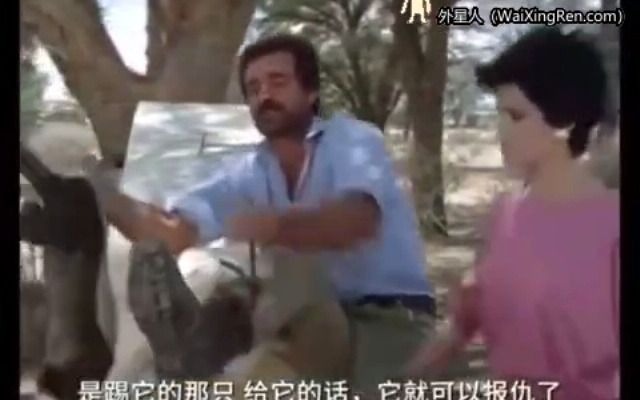 蜜獾,又称“平头哥”,东西方所有男人的楷模!嫁人就嫁平头哥哔哩哔哩bilibili