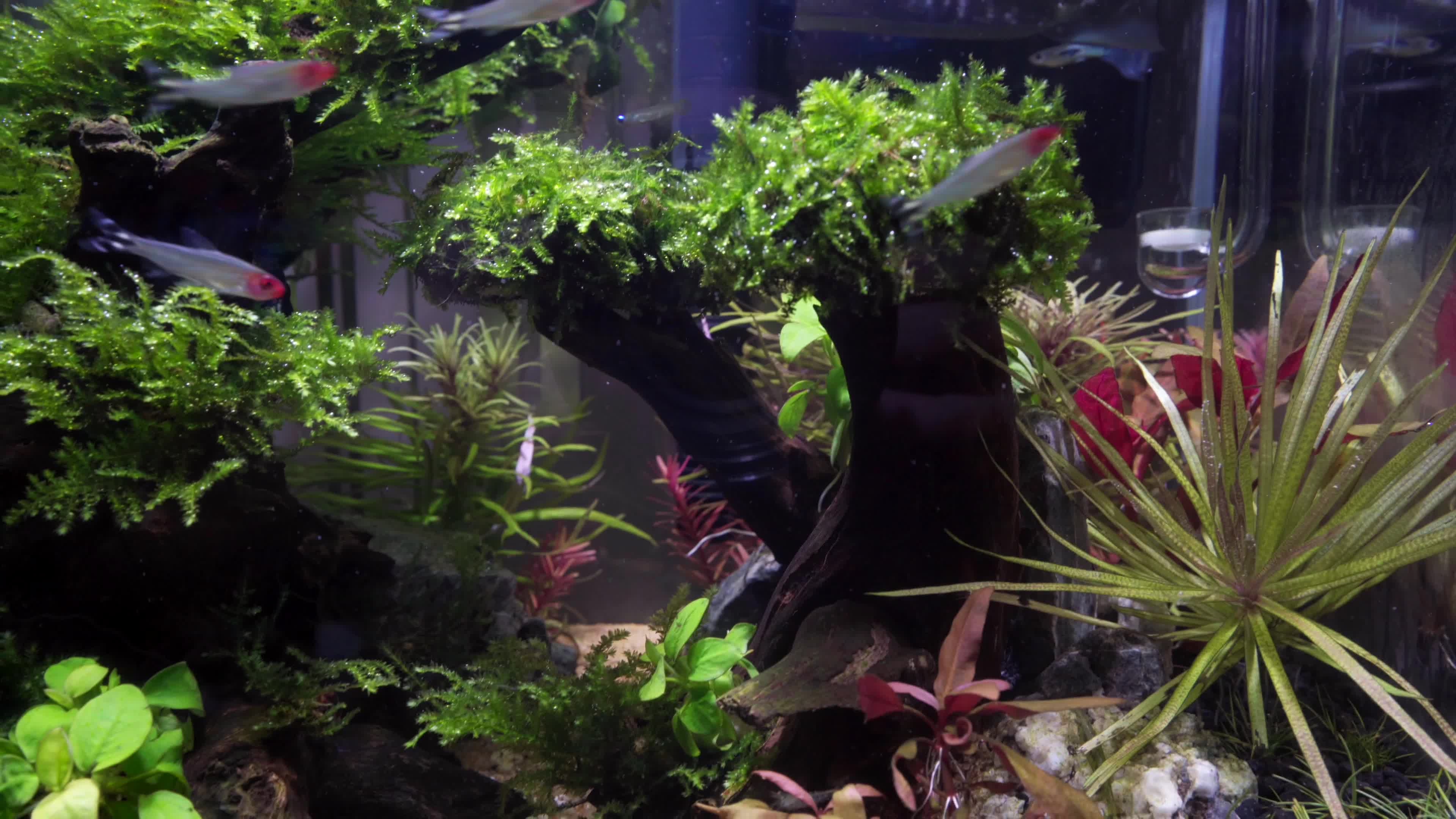 我的新宠水草缸_哔哩哔哩_bilibili