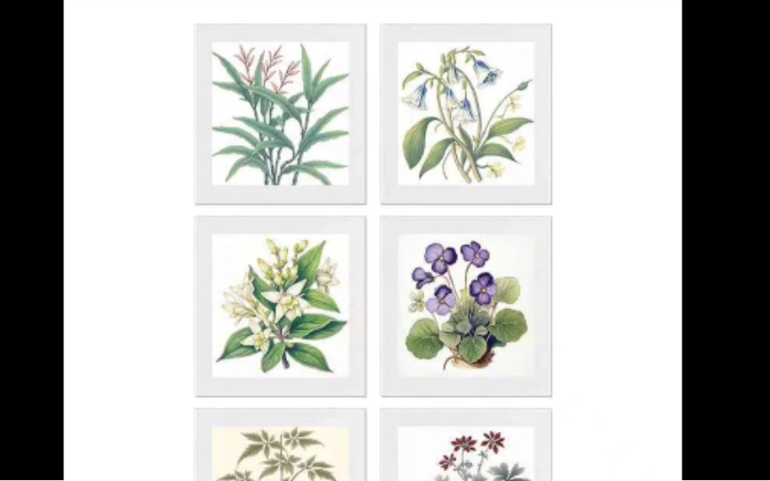 【绘画素材】春暖花开,一些中草药植物插画