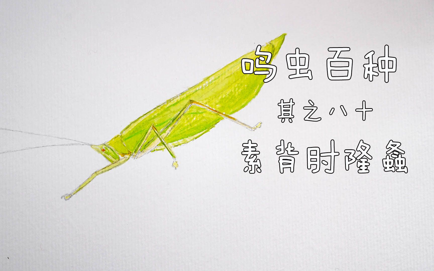 鸣虫百种其之八十-素背肘隆螽