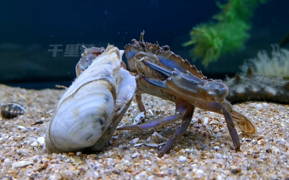 小青捡到了鸭蛋蛏,它能顺利吃到美食吗?