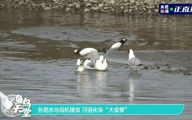 [图]2023青海湖湟鱼洄游 _ 走近鱼鸟天堂 探寻生命奇迹 直播片段