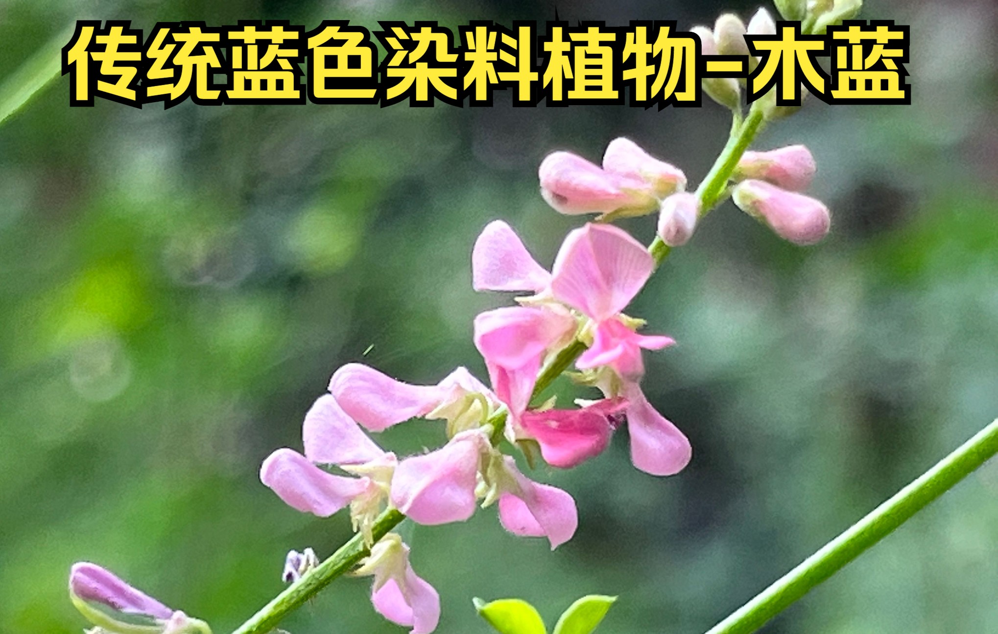 来自大自然的馈赠,古今如何利用四大蓝色染料植物木蓝提取蓝靛的?