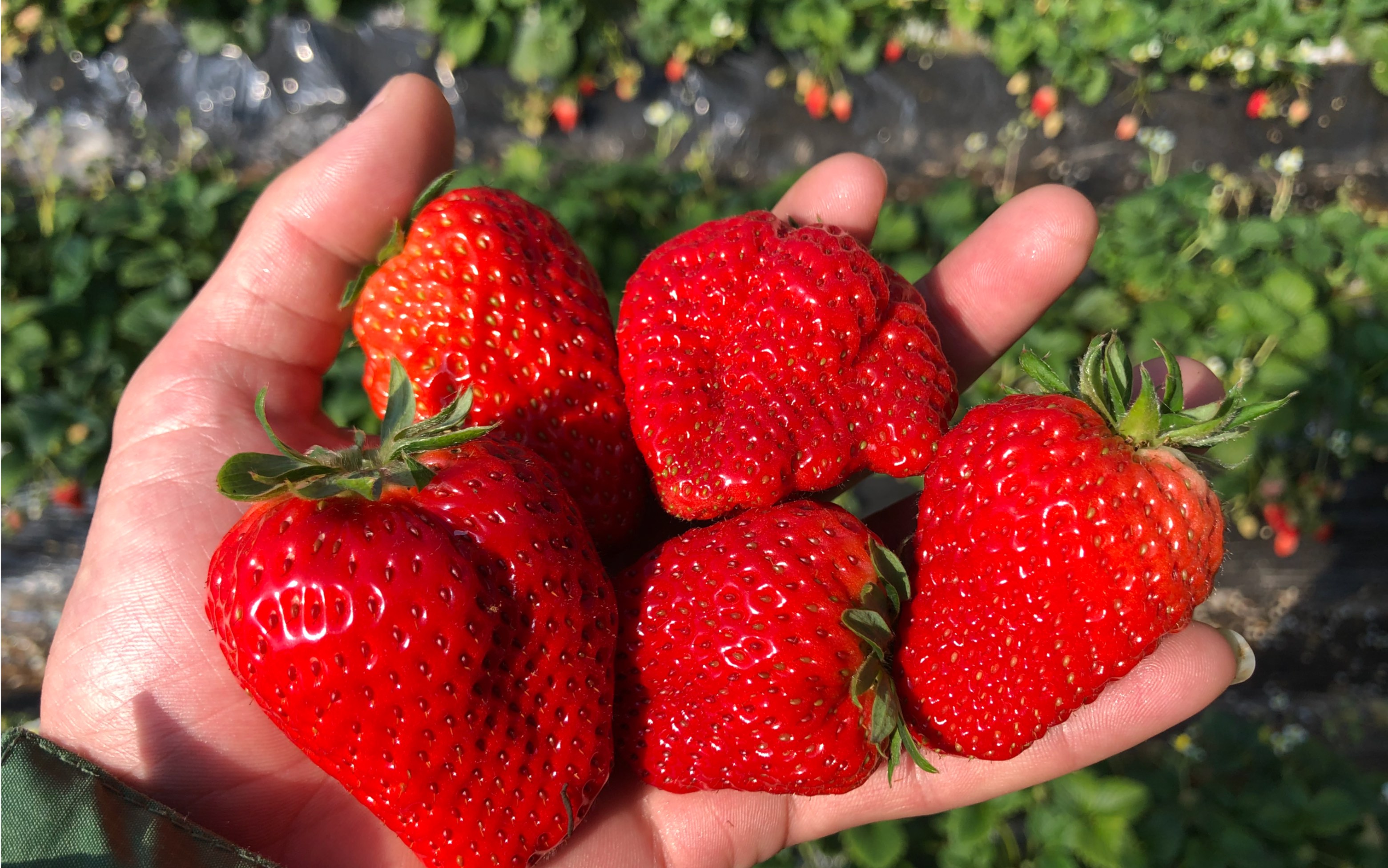 保定农村草莓种植户受疫情影响大量草莓滞销期间是怎么自救的今天受邀