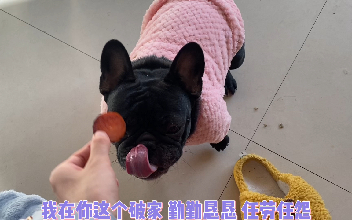 有文化的小狗狗哔哩哔哩bilibili