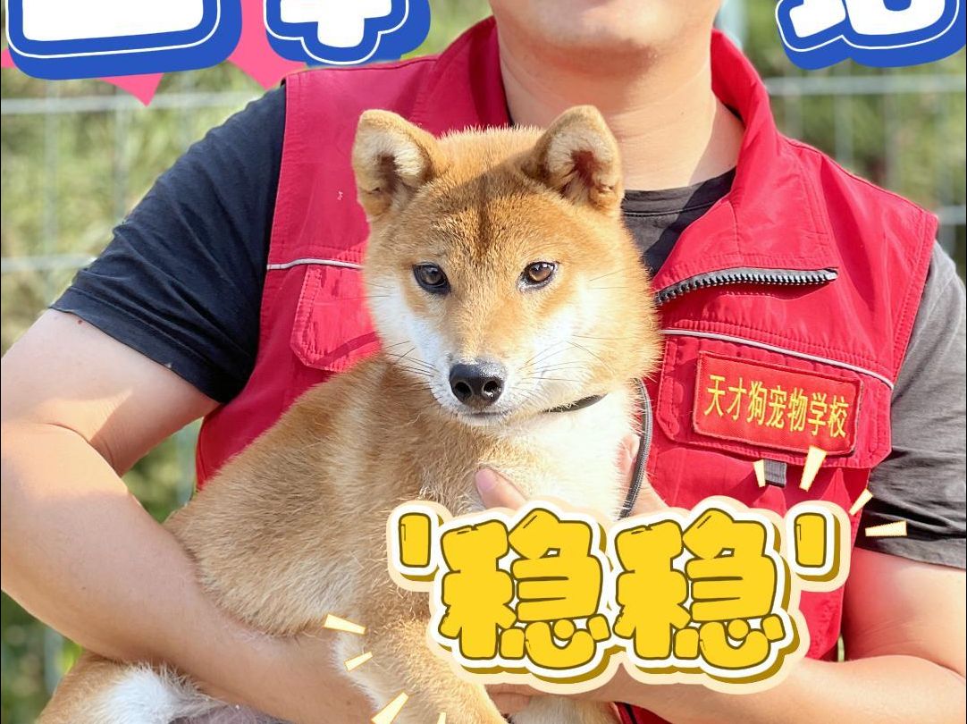 北京宠物训练学校(柴犬训练)哔哩哔哩bilibili