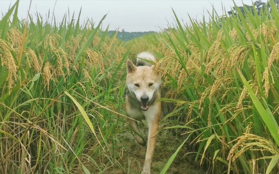 [图]【中华田园犬】稻花乡里狗子现，听取欢声一片！