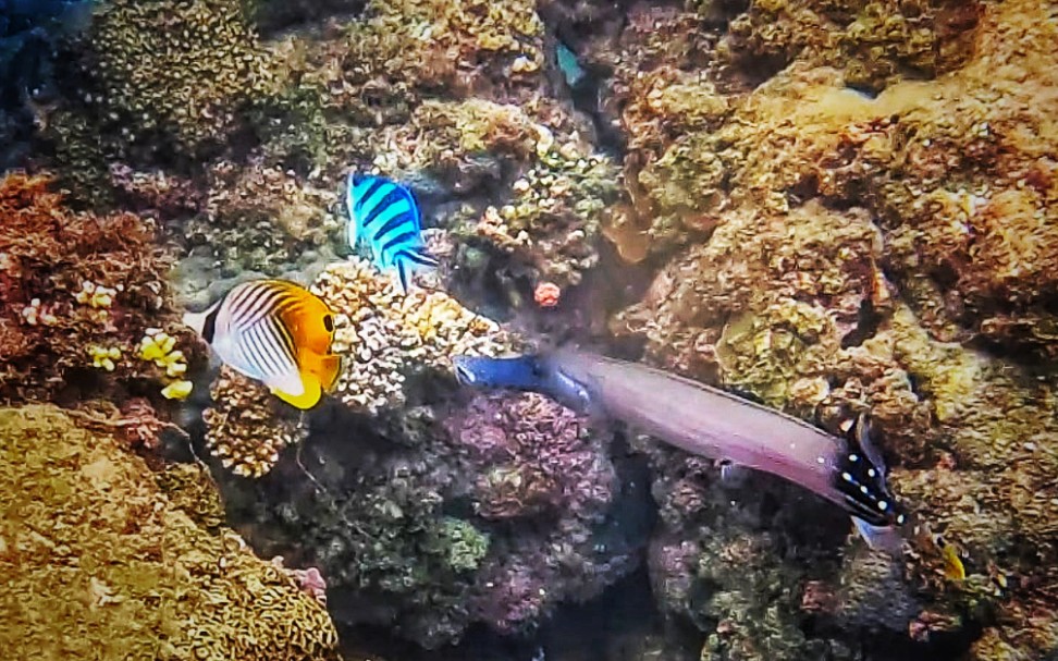 [图]缤纷的海底世界，美丽神奇的热带魚