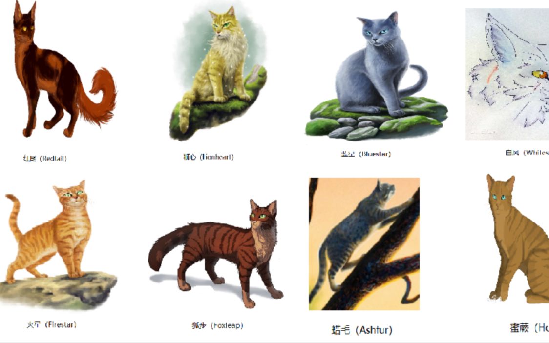 猫武士所有猫的图片图片