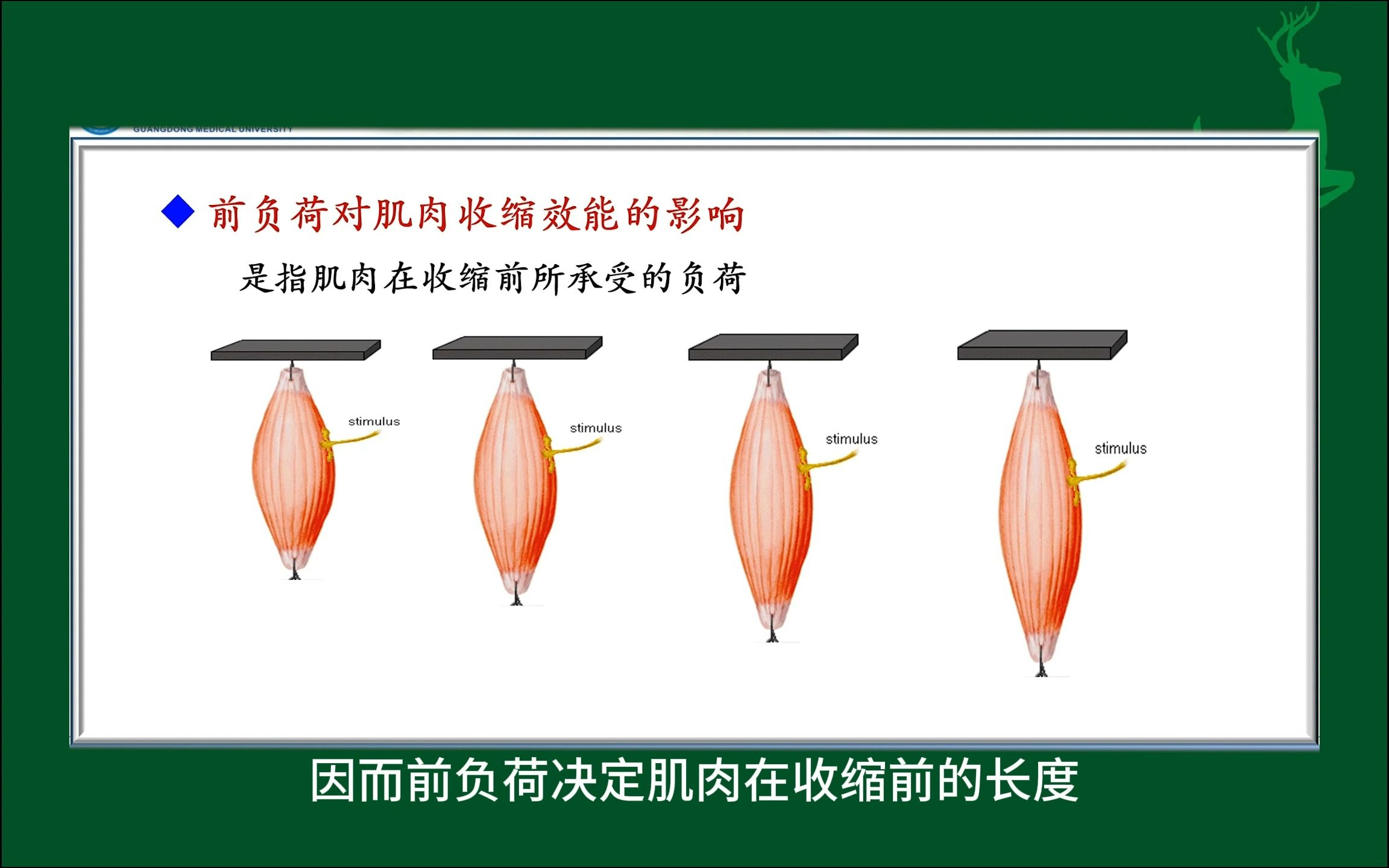 #前负荷对肌肉收缩效能的影响#人体生理学#医学科普#每天学习一点点哔哩哔哩bilibili