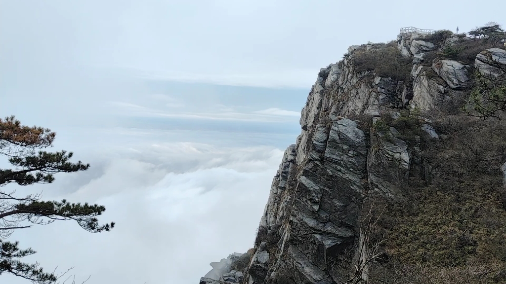 庐山五老峰上的迎客松