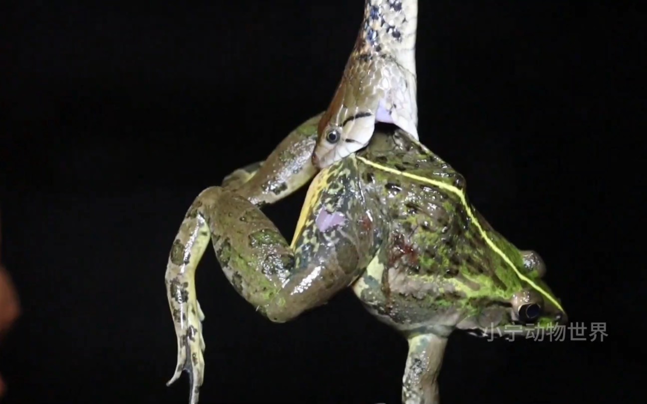蛇吃青蛙,胃口还真大