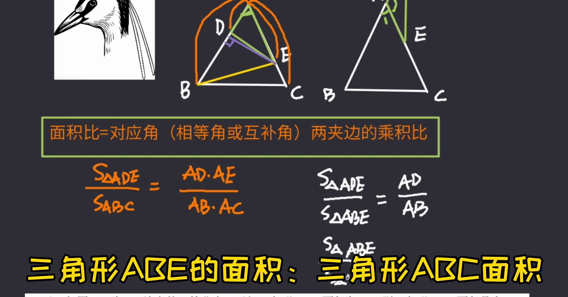 三角形鸟头模型图片