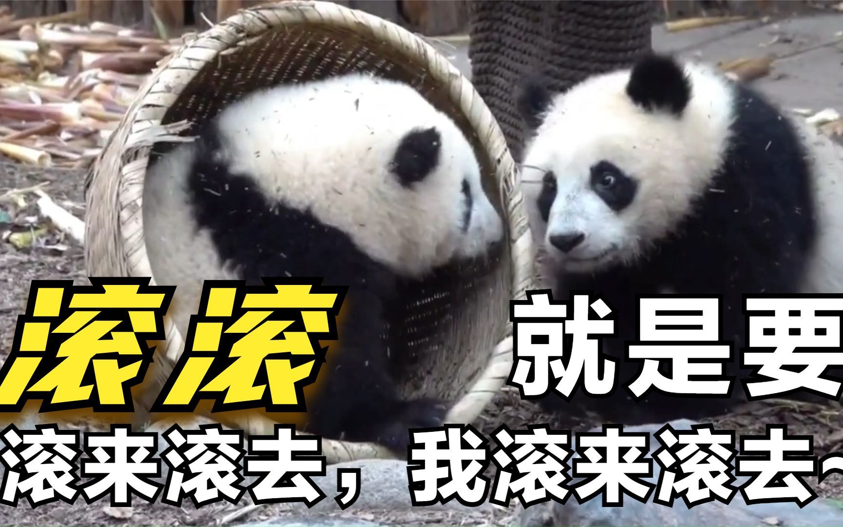 圆滚滚的滚滚就是要一直滚来滚去_哔哩哔哩_bilibili