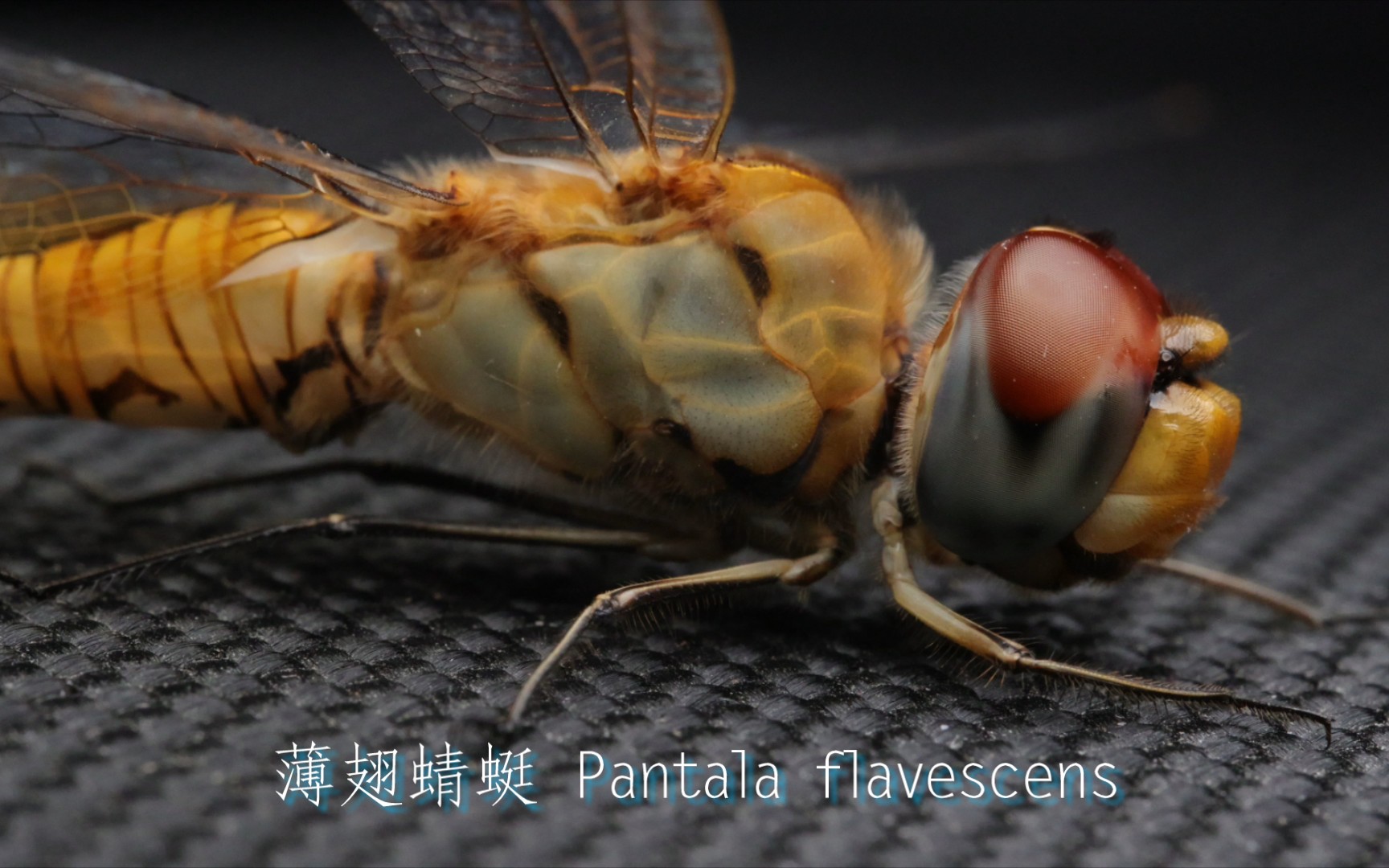 薄翅蜻蜓02pantala flavescens02