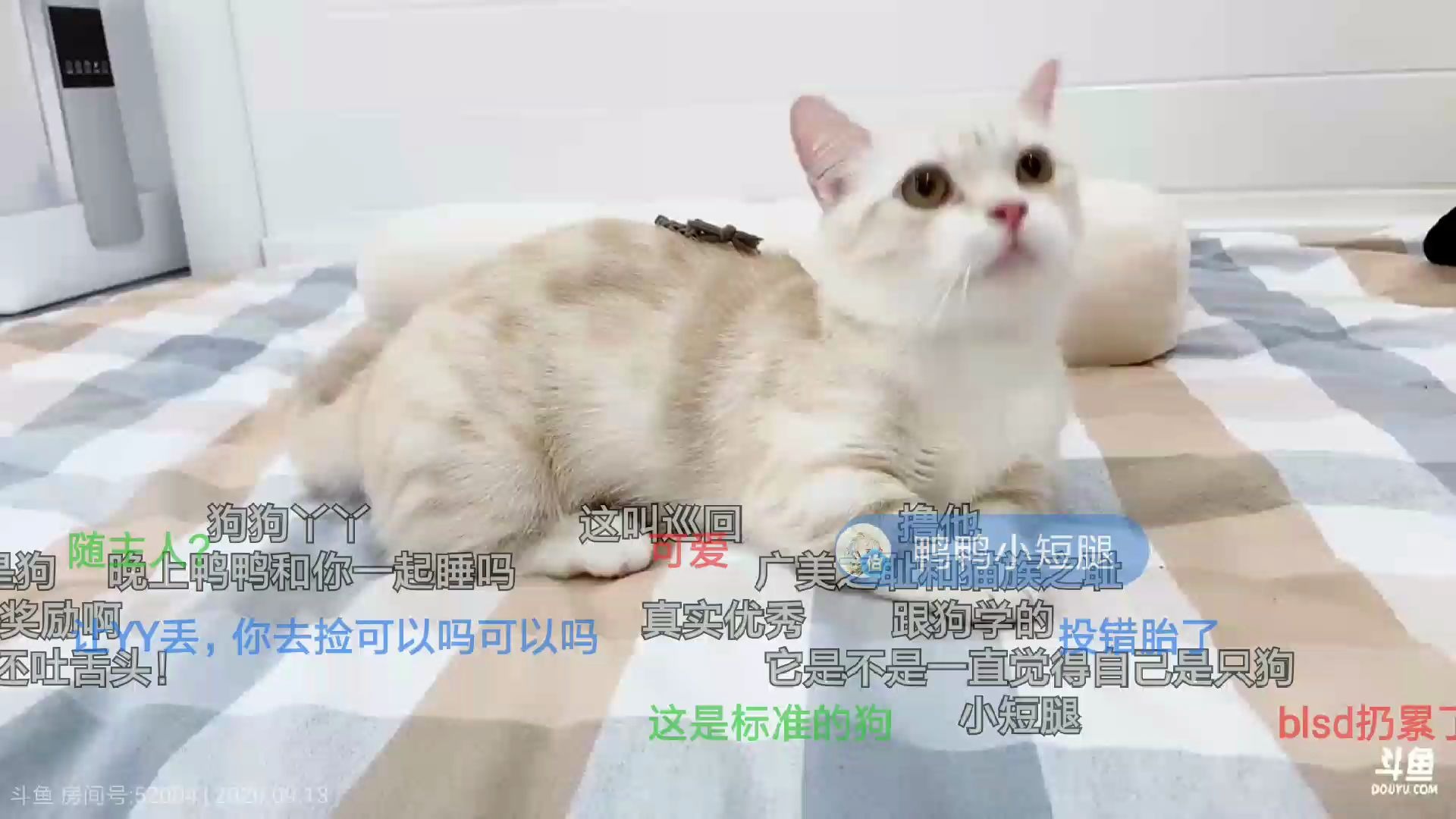 【菠萝赛东09.12录播】菠萝 76 歪 我想你们了