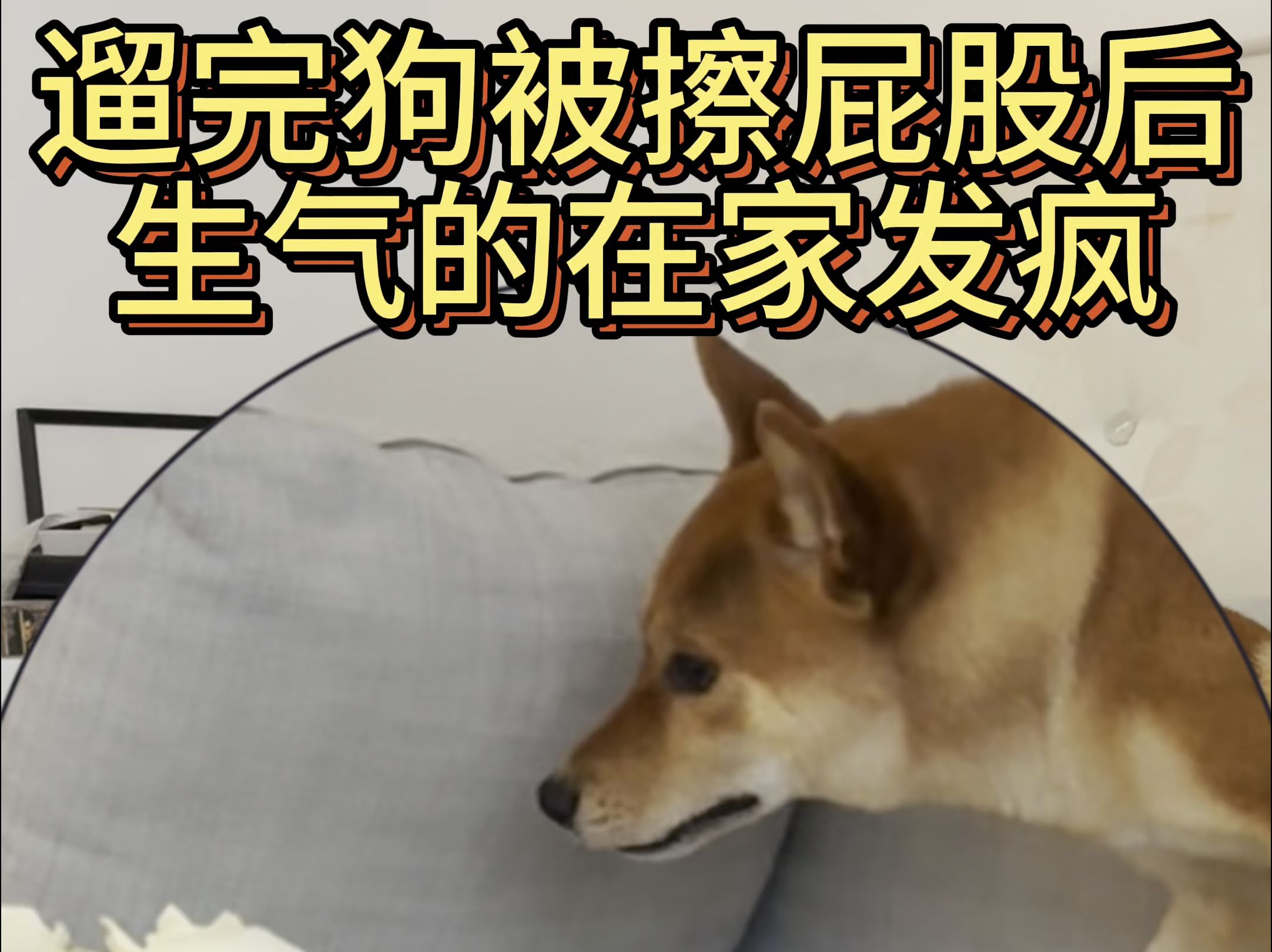 柴 犬 日 常哔哩哔哩bilibili