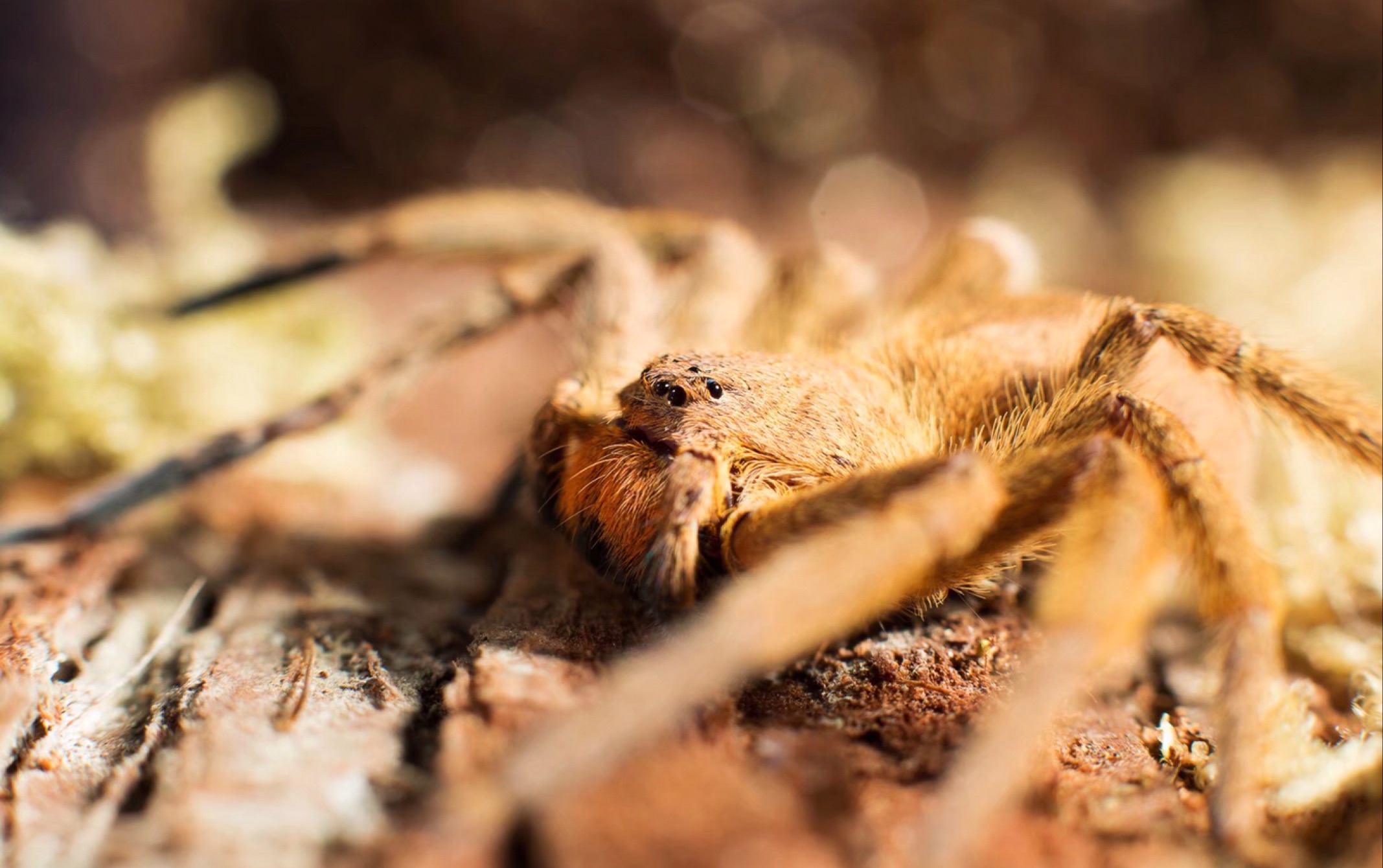 散养(越狱)的屏东猎人蛛