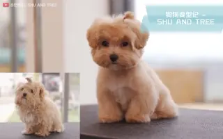 狗狗与配乐 搜索结果 哔哩哔哩 Bilibili