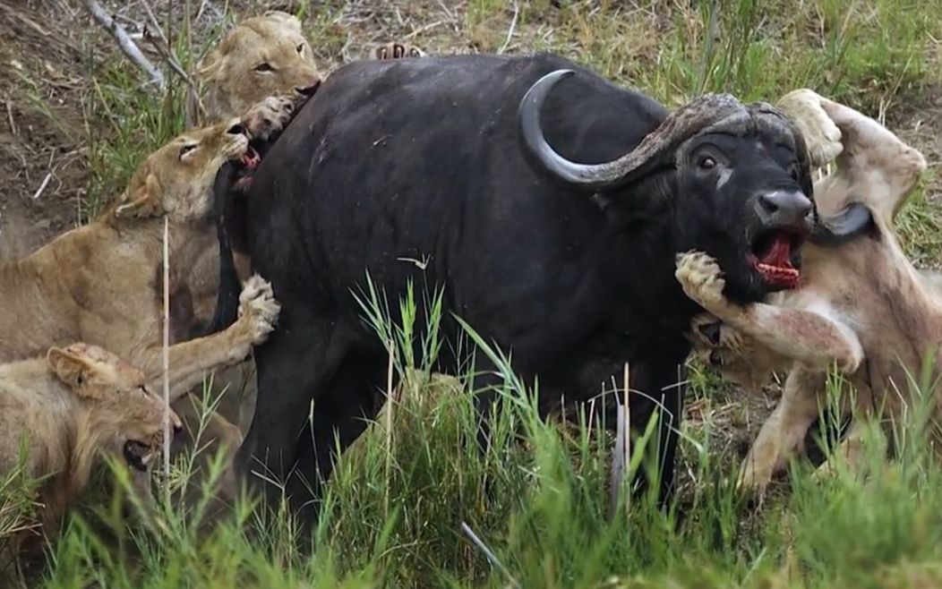 狮子想要捕食水牛,却被水牛重伤,镜头拍下全过程,狮子围攻野牛!