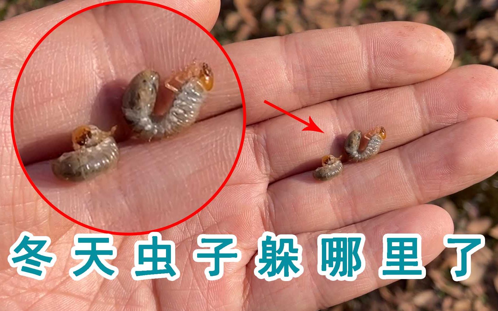 [图]冬天虫子都躲去哪里了？歪叔带你去寻找冬日里的虫子！