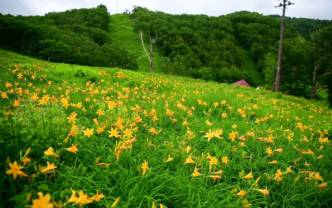 视频素材 ▏d798 2K高清画质一年四季季节变化鲜花盛开桃花春天春季植物小草蜻蜓蜜蜂采蜜空镜头学校晚会诗歌朗诵大自然景色大屏幕舞台LED视频素材...