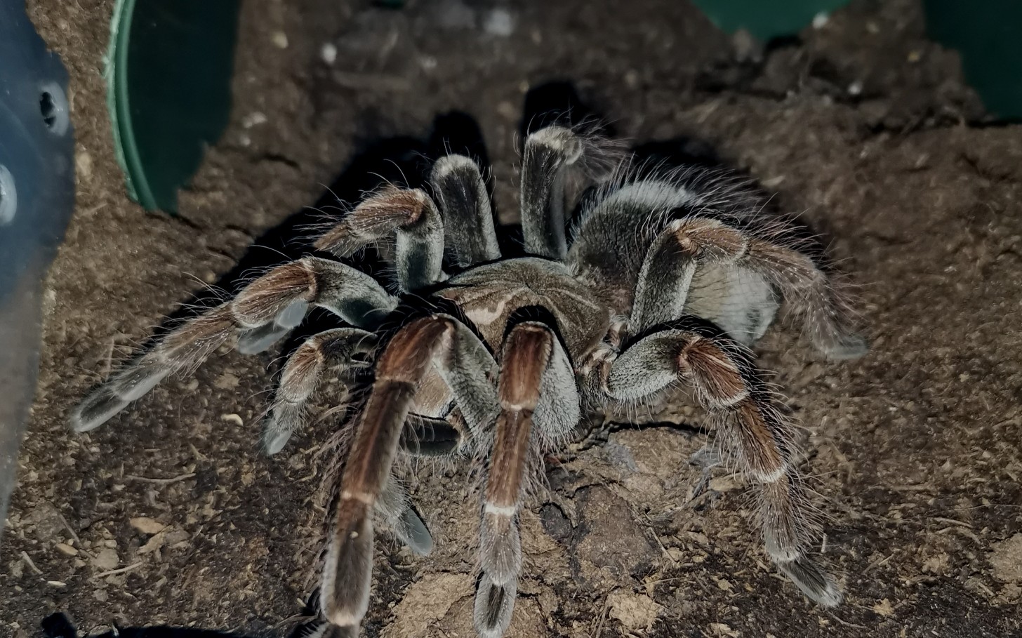 马查拉钢铁蓝日常吃饭饭