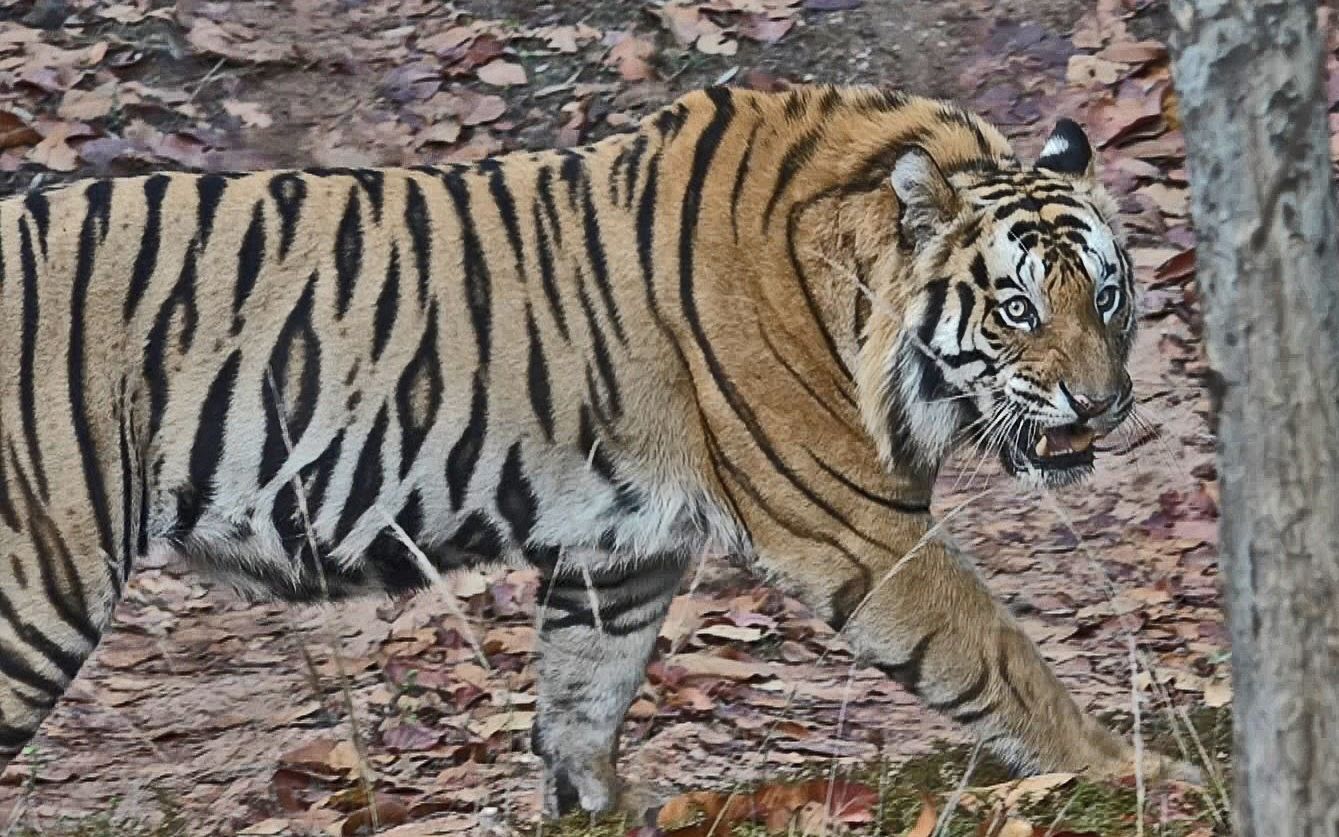 2015年7岁巅峰期的虎王塔伦出现在班达迦