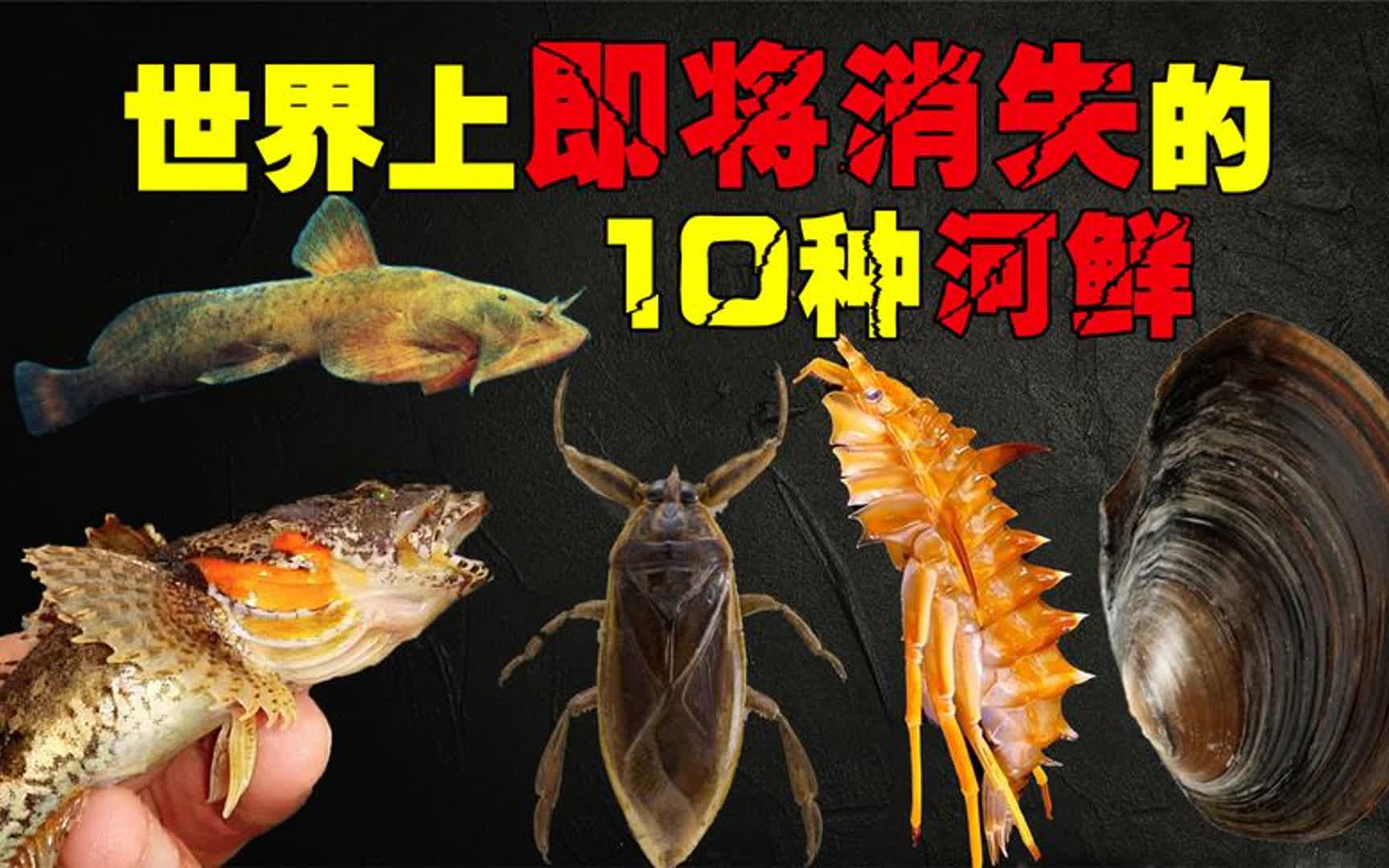 即将消失的10种“河鲜”,20年前河里随便捞,如今可遇不可求!哔哩哔哩bilibili