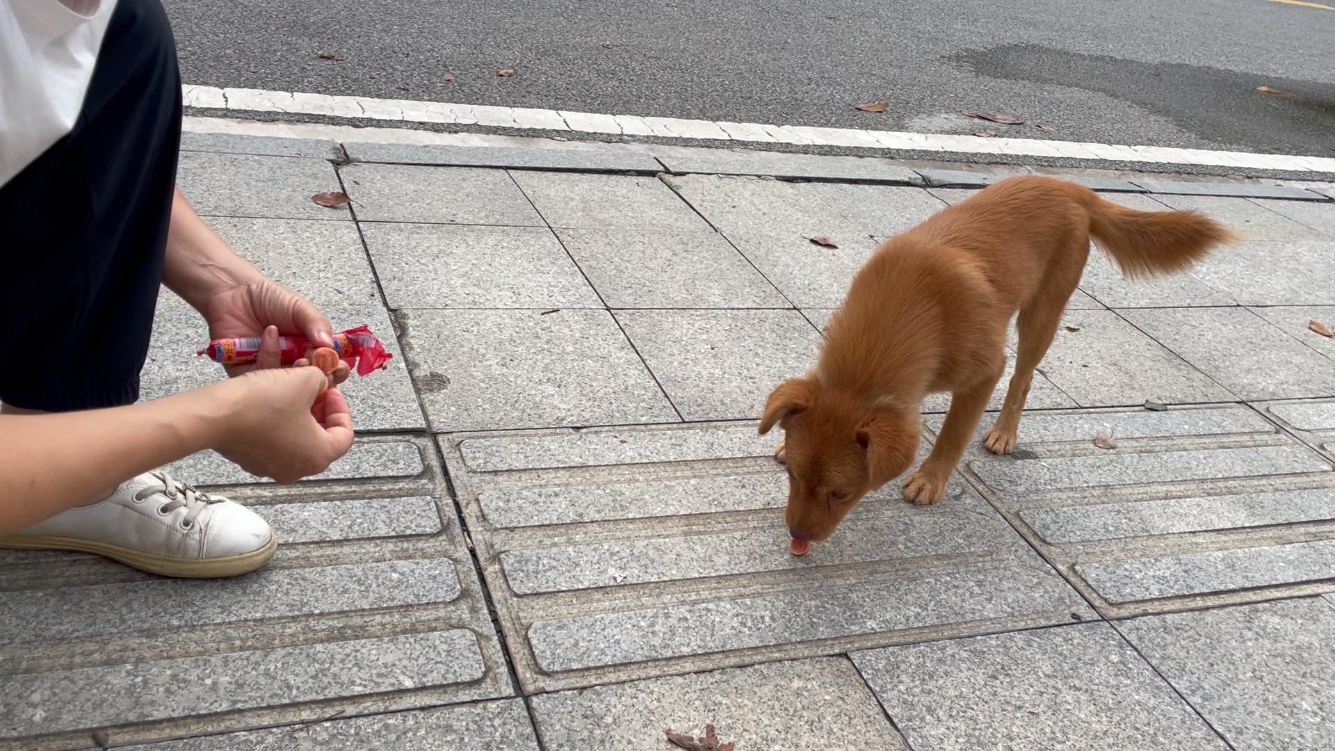 公园的小黄狗,前两天喂了骨头吃的香喷喷,火腿肠居然一口都不吃,果然