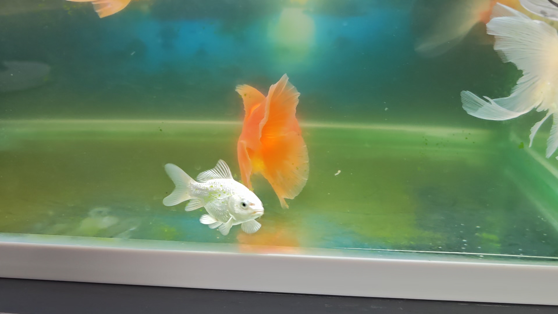 球形蝴蝶鲤小苗入缸3天状态很好,抢食活跃