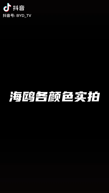 搬运一个海鸥颜色视频哔哩哔哩bilibili