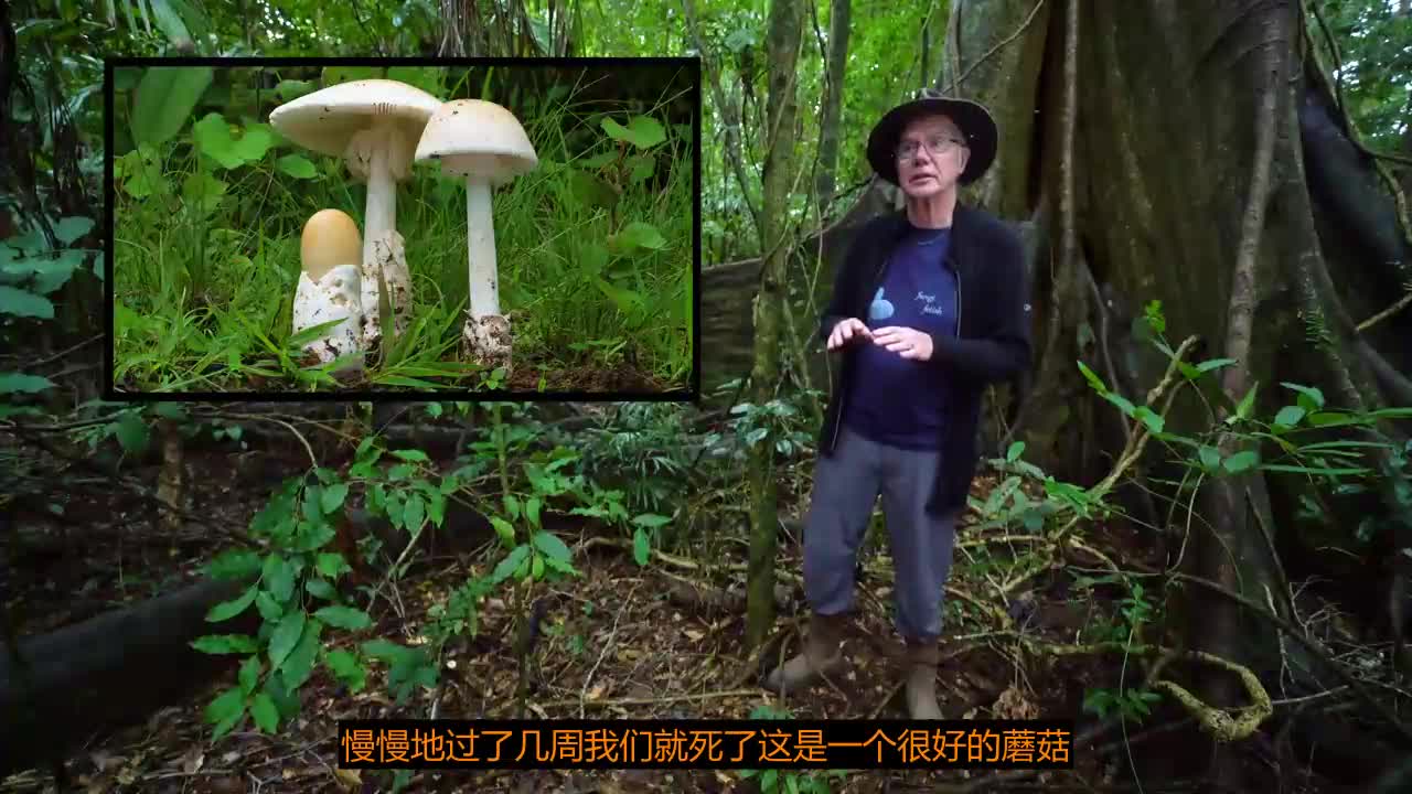 [图]真菌如何改变了我对世界的看法。Planet Fungi