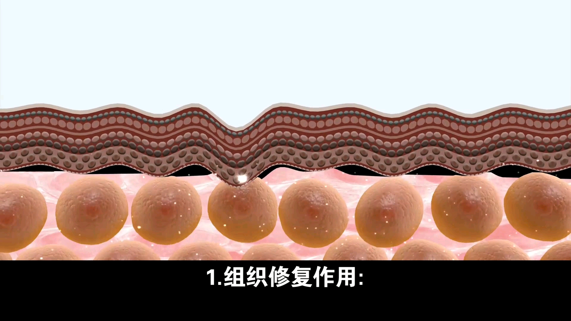 干细胞抗衰老的原理机制